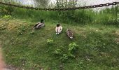 Tocht Stappen Sint-Winoksbergen - sortie Bergues 21 mai 2017 - Photo 15