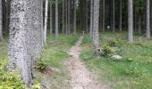 Trail Walking Le Hohwald - Par les sommets autour du Hohwald - Photo 20