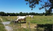 Trail Walking Chalonnes-sur-Loire - sentier de l'Armange. - Photo 4