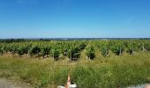 Tocht Stappen Chalonnes-sur-Loire - sentier de l'Armange. - Photo 3