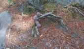 Trail Walking Fontainebleau - 3pi-170613 - Apremont-MareSangliers - Photo 10