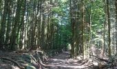 Trail Walking Araules - Tence-170620 - PicLisieux - Photo 12