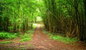 Tocht Stappen La Ferté-Milon - en forêt de Retz_55_le bois de Borny - Photo 16