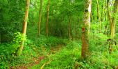 Tocht Stappen La Ferté-Milon - en forêt de Retz_55_le bois de Borny - Photo 11