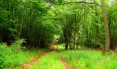 Randonnée Marche La Ferté-Milon - en forêt de Retz_55_le bois de Borny - Photo 18