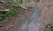 Trail Walking Watermael-Boitsfort - Watermaal-Bosvoorde - sentier des pins Vallon des chenes - Photo 1