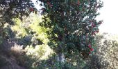 Tocht Stappen Collioure - Puig des 4 Termes depuis col de Baillaury - Photo 8