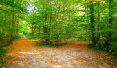Percorso Marcia Corcy - en forêt de Retz_58_le bois de Hautwison - Photo 14