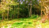 Randonnée Marche Corcy - en forêt de Retz_58_le bois de Hautwison - Photo 19