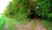Tocht Stappen Corcy - en forêt de Retz_58_le bois de Hautwison - Photo 13