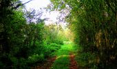 Percorso Marcia Corcy - en forêt de Retz_58_le bois de Hautwison - Photo 4