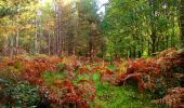 Excursión Senderismo Corcy - en forêt de Retz_58_le bois de Hautwison - Photo 15