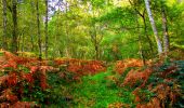 Tocht Stappen Corcy - en forêt de Retz_58_le bois de Hautwison - Photo 16