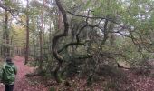 Randonnée Marche Paimpont - 2017-10-29 tombeau de merlin fontaine de jouvence BROCELIANDE - Photo 6