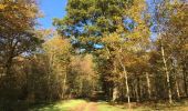 Trail Nordic walking Étalle - Bois de Chantemelle  - Photo 12