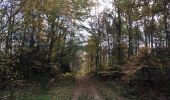 Trail Nordic walking Étalle - Bois de Chantemelle  - Photo 3