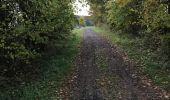 Tocht Paard Neufchâteau - Cousteumont - Hamipré par Marbay et Mon Idée  - Photo 8