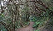 Tour Wandern San Cristóbal de La Laguna - Cruz del Carmen - Batán - Chinamada rondwandeling - Photo 18