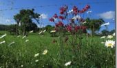 Tocht Stappen Tardinghen - Sentier du Fartz - Wissant - Photo 2