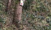 Trail Walking Taintrux - HUBERT - 22 - 02 - 2018 - Photo 14