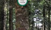 Tour Wandern Étival-Clairefontaine - pierre d appel  - Photo 11