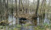 Randonnée Autre activité Boran-sur-Oise - vers Gouvieux - Photo 1