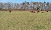 Tour Wandern Hamoir - naar volgende dorp en route terug - Photo 4