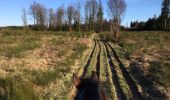 Trail Equestrian Léglise - Traimont - La Potence - Photo 5