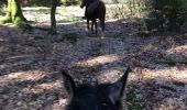 Percorso Cavallo Léglise - Traimont Narcimont  - Photo 2