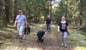 Tocht Paard Léglise - Traimont Avenière - Photo 12