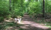 Tocht Stappen Montigny-sur-Loing - 2018 04 27 2 - Photo 7