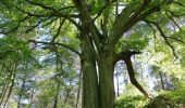 Randonnée Autre activité Le Perray-en-Yvelines - vaux de cernay - Photo 18