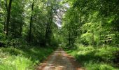 Trail Walking Compiègne - en forêt de Compiegne_14_Guet du Nid_Royallieu_la Bouverie_Marché Dupuis - Photo 10