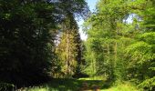 Excursión Senderismo Compiègne - en forêt de Compiegne_14_Guet du Nid_Royallieu_la Bouverie_Marché Dupuis - Photo 9