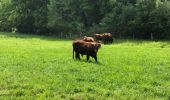 Tocht Stappen Malmedy - jolie promenade de 15 km a Ligneuville (Malmedy) - Photo 3