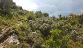 Trail Walking Banyuls-sur-Mer - BalconsBanyuls_T - Photo 7