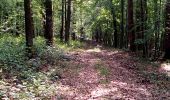 Trail Walking Cerfontaine - Bois de Cerfontaine 10km - Photo 6