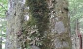 Trail Walking Wildenstein - le Rothenbackopf depuis le col  du Bramont - Photo 5