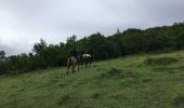 Tocht Paard Poggio-di-Venaco - pont de Torccio - Photo 6