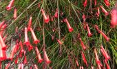 Tour Wandern Le Lavandou - Le Lavandou - Bormes Les Mimosas - Le Lavandou - Photo 12