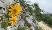 Trail Walking Saint-Pierre-de-Chartreuse - Col Charmette Grand Sur sommet 10,7 km - Photo 15