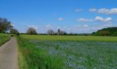 Tour Wandern Saint-Germain-sur-Vienne - Saint-Germain-sur-Vienne - Zig zag GR3 Fontevraud-l'Abbaye - 20km 350m 4h50 (45mn) - 2024 05 08 - Photo 4