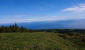 Tocht Stappen Cedros -  caldeira Faial - Photo 5