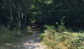 Tour Wandern La Roche-en-Ardenne - Transardennaise Étape 1 - Photo 1