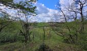 Randonnée Marche Chimay - rando ornitho lompret 17-04-2024 - Photo 1