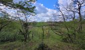 Tour Wandern Chimay - rando ornitho lompret 17-04-2024 - Photo 1