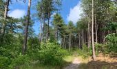 Randonnée Marche Bergen (NH) - Schoorl - Duinen - Photo 1