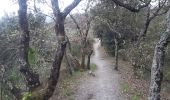 Tour Wandern Céret - Céret pont du Diable . Saint Feriol (boucle sens aiguilles de la montre) - Photo 3