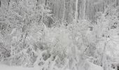 Trail Snowshoes Sondernach - raquette Schneff - Photo 1