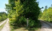 Tocht Te voet Belgern-Schildau - Belgern-Pfarrbrücke - Photo 3